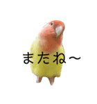 コザクラインコのらぶちゃん（個別スタンプ：4）