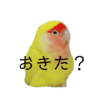 コザクラインコのらぶちゃん（個別スタンプ：5）