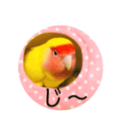 コザクラインコのらぶちゃん（個別スタンプ：6）