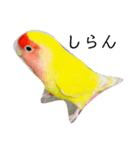 コザクラインコのらぶちゃん（個別スタンプ：7）