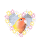コザクラインコのらぶちゃん（個別スタンプ：8）