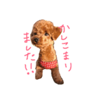 トイプードルのブラウニー（個別スタンプ：1）