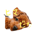 トイプードルのブラウニー（個別スタンプ：3）
