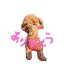 トイプードルのブラウニー（個別スタンプ：7）
