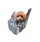 トイプードルのブラウニー（個別スタンプ：20）