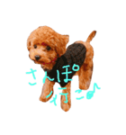 トイプードルのブラウニー（個別スタンプ：31）