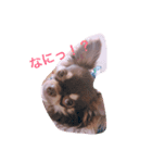 チワワのあんこちゃん（個別スタンプ：4）