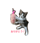 まめんちの子猫（個別スタンプ：2）