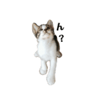 まめんちの子猫（個別スタンプ：3）