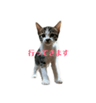 まめんちの子猫（個別スタンプ：4）
