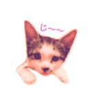 まめんちの子猫（個別スタンプ：5）