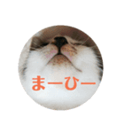まめんちの子猫（個別スタンプ：6）