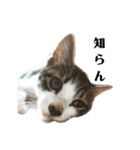 まめんちの子猫（個別スタンプ：8）