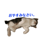 まめんちの子猫（個別スタンプ：9）