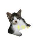 まめんちの子猫（個別スタンプ：10）