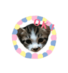まめんちの子猫（個別スタンプ：13）