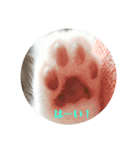 まめんちの子猫（個別スタンプ：14）