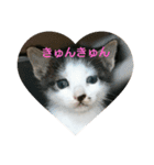 まめんちの子猫（個別スタンプ：15）