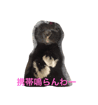 モコモ（個別スタンプ：1）
