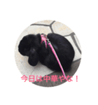 モコモ（個別スタンプ：5）