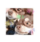 チワワの親子パリたんとあーちゃん♪（個別スタンプ：6）