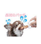 チワワの親子パリたんとあーちゃん♪（個別スタンプ：9）