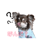 チワワの親子パリたんとあーちゃん♪（個別スタンプ：10）