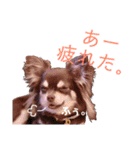 チワワの親子パリたんとあーちゃん♪（個別スタンプ：13）