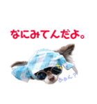 チワワの親子パリたんとあーちゃん♪（個別スタンプ：15）