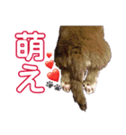チワワの親子パリたんとあーちゃん♪（個別スタンプ：17）