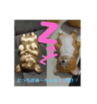 チワワの親子パリたんとあーちゃん♪（個別スタンプ：18）