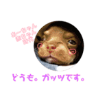 チワワの親子パリたんとあーちゃん♪（個別スタンプ：19）