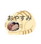 可愛いビーナス（個別スタンプ：1）