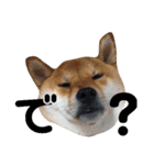 柴犬ぽこ太 ぶさいくスタンプ集（個別スタンプ：1）