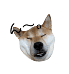 柴犬ぽこ太 ぶさいくスタンプ集（個別スタンプ：2）