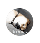 柴犬ぽこ太 ぶさいくスタンプ集（個別スタンプ：3）