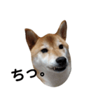 柴犬ぽこ太 ぶさいくスタンプ集（個別スタンプ：4）