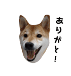 柴犬ぽこ太 ぶさいくスタンプ集（個別スタンプ：7）