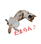 柴犬ぽこ太 ぶさいくスタンプ集（個別スタンプ：8）
