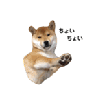 柴犬ぽこ太 ぶさいくスタンプ集（個別スタンプ：9）