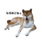 柴犬ぽこ太 ぶさいくスタンプ集（個別スタンプ：10）