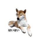 柴犬ぽこ太 ぶさいくスタンプ集（個別スタンプ：11）