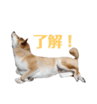 柴犬ぽこ太 ぶさいくスタンプ集（個別スタンプ：12）