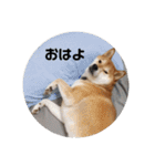 柴犬ぽこ太 ぶさいくスタンプ集（個別スタンプ：13）