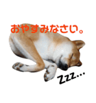 柴犬ぽこ太 ぶさいくスタンプ集（個別スタンプ：15）