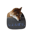 柴犬ぽこ太 ぶさいくスタンプ集（個別スタンプ：17）