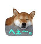 柴犬ぽこ太 ぶさいくスタンプ集（個別スタンプ：20）
