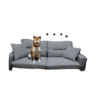 柴犬ぽこ太 ぶさいくスタンプ集（個別スタンプ：21）