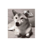 柴犬ぽこ太 ぶさいくスタンプ集（個別スタンプ：22）