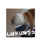 柴犬ぽこ太 ぶさいくスタンプ集（個別スタンプ：24）
